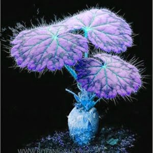 24 Color Dwarf Geranium Seeds – Mixed Color Geranium Flower Seeds for Garden Planting, 50 Seeds Pack - 17