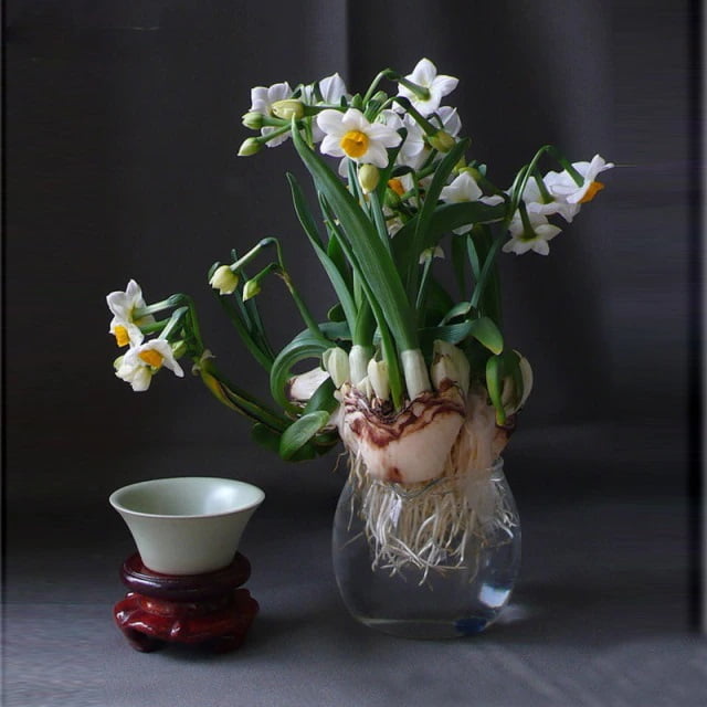 Daffodil Bulb – Multi-Color Bonsai Garden Flower Bulb for Planting, 1 Bulb Pack - Image 19