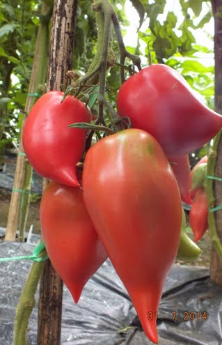 19 Variety Tomato Seeds – Mixed Heirloom Vegetable Seeds for Garden Planting, 100 Seeds Pack - Image 19