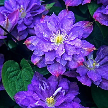 Climbing Clematis Bulb – Mixed Variety Garden Flower Bulb for Planting, 1 Bulb Pack - Image 19