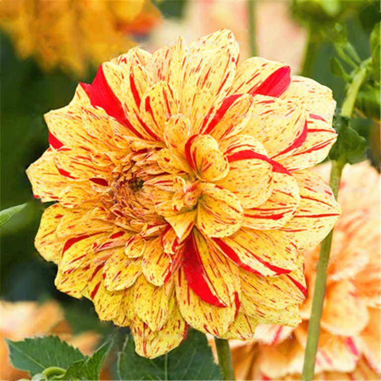Dahlia Bulb – Beautiful Indoor Bonsai Flower Bulb for Home Garden Planting, 1 Bulb Pack - Image 19