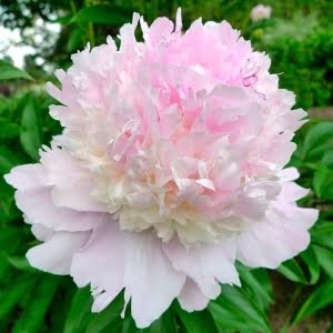 Mixed Color Peony Flower Seeds – Potted Garden Peony Seeds for Planting, 10 Seeds Pack - 18