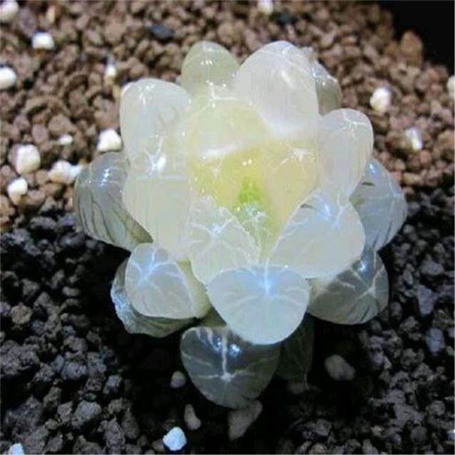 Mixed Mini Succulent Seeds – Assorted Color Cactus & Succulent Seeds for Planting, 200 Seeds Pack - Image 19