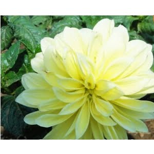 Dahlia Bulb – White & Red Garden Flower Bulb for Planting, 1 Bulb Pack - 18