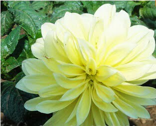 Dahlia Bulb – White & Red Garden Flower Bulb for Planting, 1 Bulb Pack - Image 19