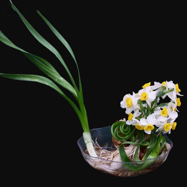 Daffodil Bulb – Multi-Color Bonsai Garden Flower Bulb for Planting, 1 Bulb Pack - Image 20