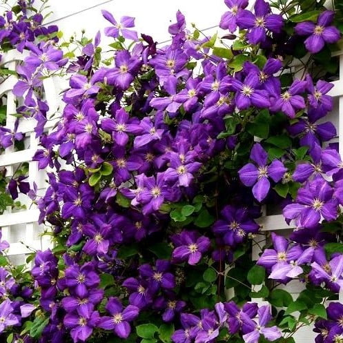 Climbing Clematis Bulb – Mixed Variety Garden Flower Bulb for Planting, 1 Bulb Pack - Image 20