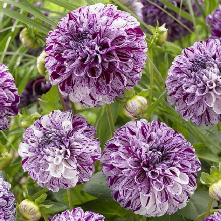 Dahlia Bulb – Beautiful Indoor Bonsai Flower Bulb for Home Garden Planting, 1 Bulb Pack - Image 20