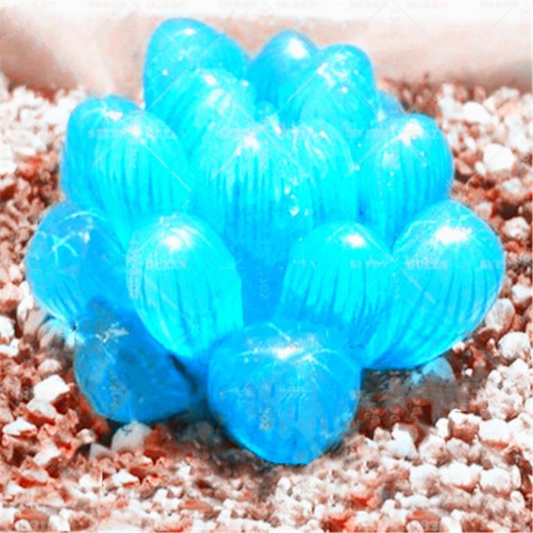 Mixed Mini Succulent Seeds – Assorted Color Cactus & Succulent Seeds for Planting, 200 Seeds Pack - Image 20