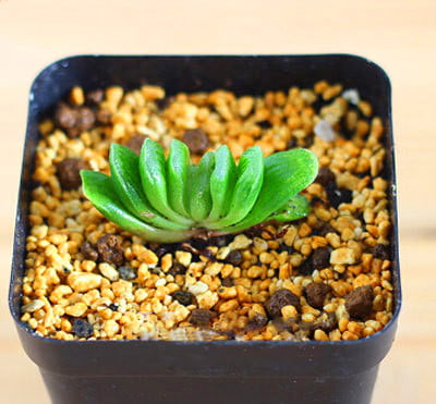 Mixed Lithops Succulent Seeds – Living Stones Plant Seeds for Planting, 100 Seeds Pack - Image 20
