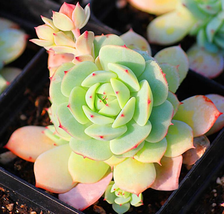 Mixed Succulent Seeds – Multi-Variety Cactus & Succulent Seeds for Planting, 100 Seeds Pack - Image 20