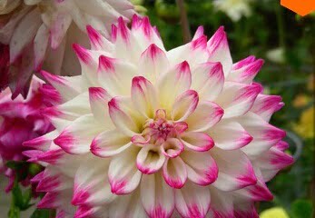 Dahlia Bulb – White & Red Garden Flower Bulb for Planting, 1 Bulb Pack - Image 20
