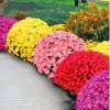 Ground Cover Chrysanthemum Flower Seeds – Garden Ground Cover Plant Seeds for Planting, 100 Seeds Pack - Image 20