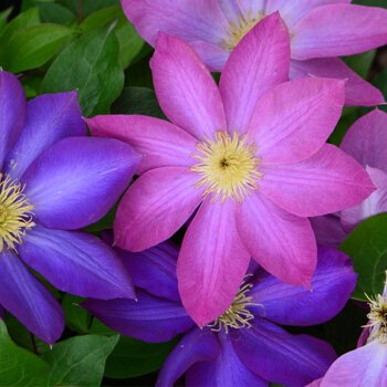 Climbing Clematis Bulb – Mixed Variety Garden Flower Bulb for Planting, 1 Bulb Pack - Image 21