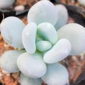 Mixed Succulent Seeds – Multi-Variety Cactus & Succulent Seeds for Planting, 100 Seeds Pack - Image 21