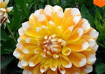 Dahlia Bulb – White & Red Garden Flower Bulb for Planting, 1 Bulb Pack - Image 21
