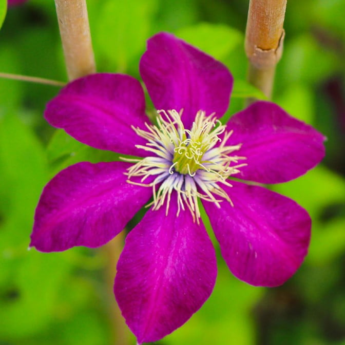 Climbing Clematis Bulb – Mixed Variety Garden Flower Bulb for Planting, 1 Bulb Pack - Image 22