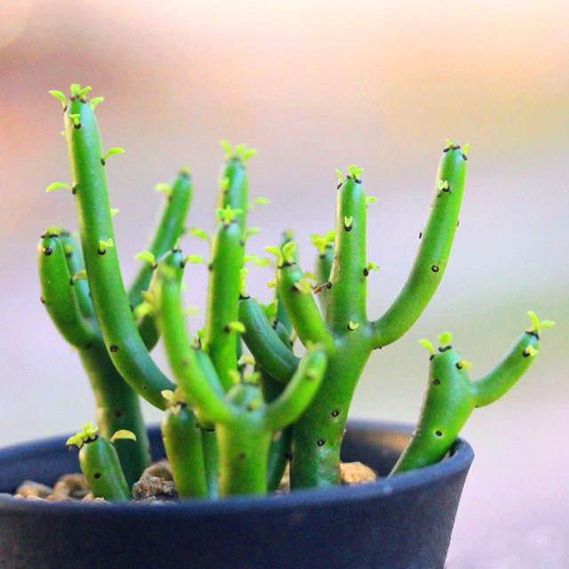 Mixed Succulent Seeds – Multi-Variety Cactus & Succulent Seeds for Planting, 100 Seeds Pack - Image 22