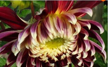 Dahlia Bulb – White & Red Garden Flower Bulb for Planting, 1 Bulb Pack - Image 22