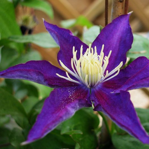 Climbing Clematis Bulb – Mixed Variety Garden Flower Bulb for Planting, 1 Bulb Pack - Image 23