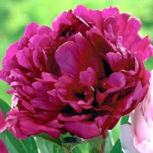 Mixed Color Peony Flower Seeds – Potted Garden Peony Seeds for Planting, 10 Seeds Pack - 22