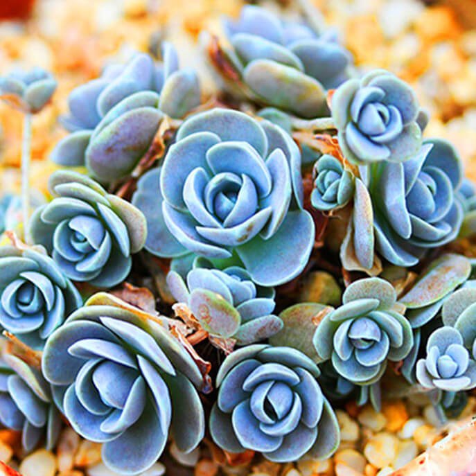 Mixed Succulent Seeds – Multi-Variety Cactus & Succulent Seeds for Planting, 100 Seeds Pack - Image 23