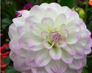 Dahlia Bulb – White & Red Garden Flower Bulb for Planting, 1 Bulb Pack - Image 23