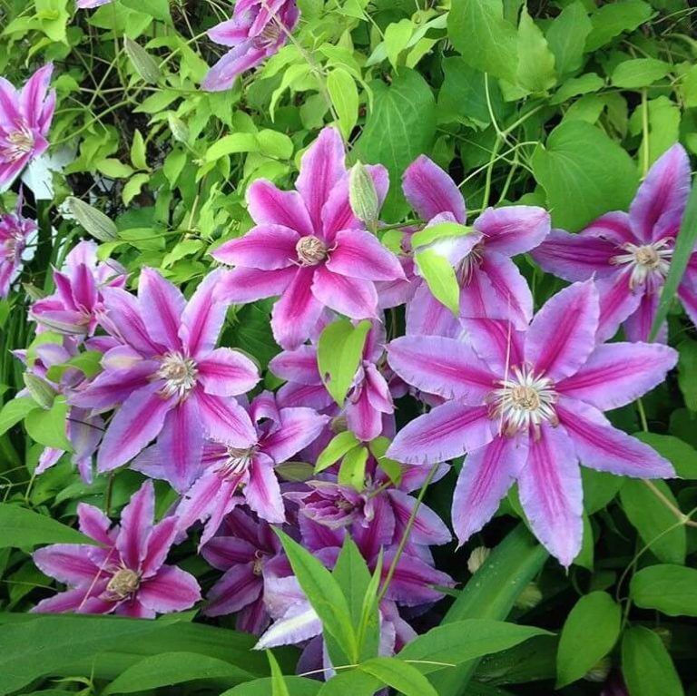 Climbing Clematis Bulb – Mixed Variety Garden Flower Bulb for Planting, 1 Bulb Pack - Image 24