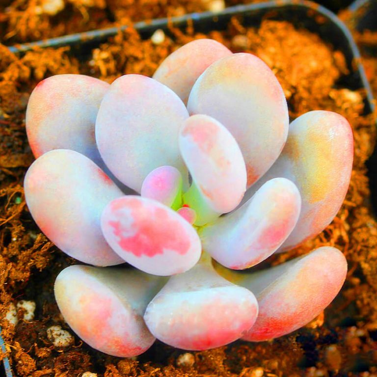 Mixed Succulent Seeds – Multi-Variety Cactus & Succulent Seeds for Planting, 100 Seeds Pack - Image 24
