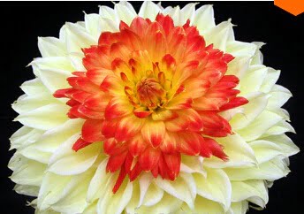 Dahlia Bulb – White & Red Garden Flower Bulb for Planting, 1 Bulb Pack - Image 24