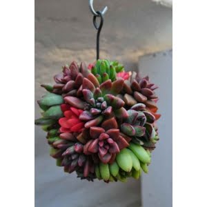 Mixed Mini Succulent Seeds – Assorted Small Cactus & Succulent Seeds for Planting, 200 Seeds Pack - 24