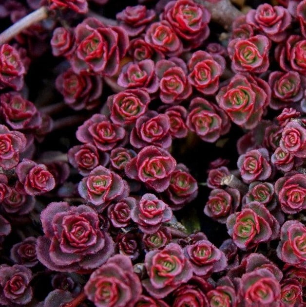Mixed Succulent Seeds – Multi-Variety Cactus & Succulent Seeds for Planting, 100 Seeds Pack - Image 25