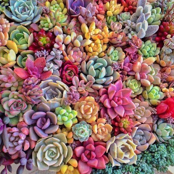 Mixed Mini Succulent Seeds – Assorted Color Cactus & Succulent Seeds for Planting, 200 Seeds Pack - Image 28