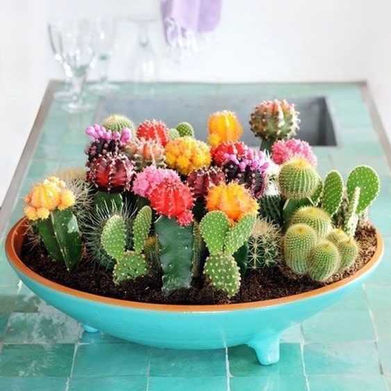 Mixed Cactus Seeds – Assorted Variety Succulent Seeds for Planting, 200 Seeds Pack