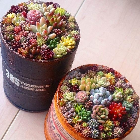 Mixed Mini Succulent Seeds – Assorted Color Cactus & Succulent Seeds for Planting, 200 Seeds Pack - Image 33