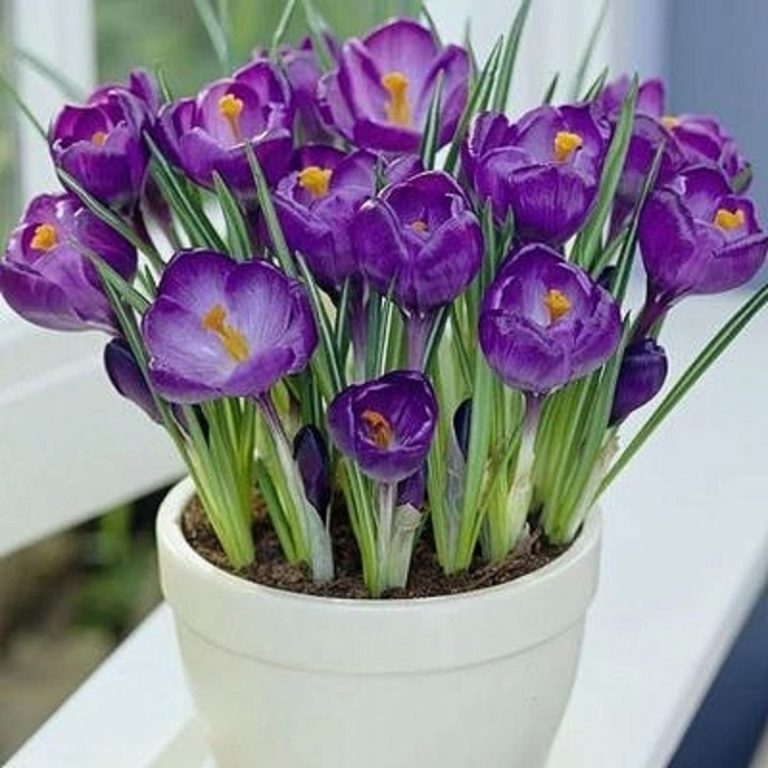 Crocus Flower Seeds – Garden Crocus Seeds for Planting, 10 Seeds Pack