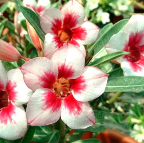 Adenium Obesum Desert Rose Seeds – White Red Heart Flower Seeds for Garden Planting, 5 Seeds Pack