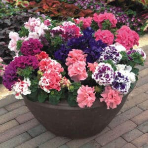 Double Petal Petunia "Grandiflora"Flower Seeds – Garden Petunia Seeds for Planting, 100 Seeds Pack