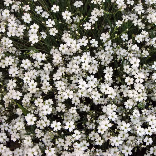 Gypsophila Paniculata "White" Flower Seeds – Baby’s Breath Flower Seeds for Garden Planting, 100 Seeds Pack