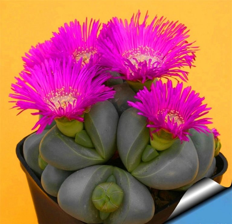 Rebutia Cactus Seeds – Succulent Plant Seeds for Planting, 100 Seeds Pack