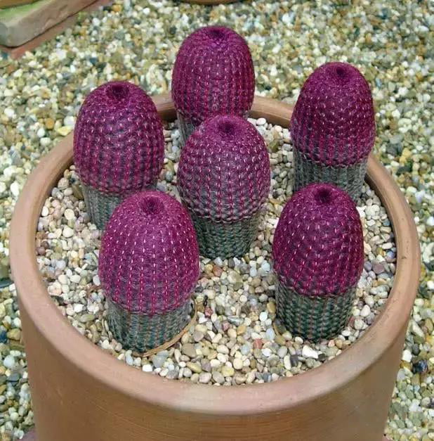 Purple Cactus Seeds – Rare Succulent Cactus Seeds for Planting, 50 Seeds Pack