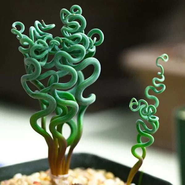 Trachyandra Tortilis Seeds – Albuca Namaquensis Succulent Seeds for Planting, 100 Seeds Pack