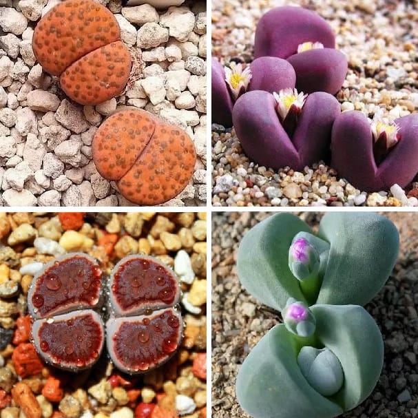 Mixed Lithops Succulent Seeds – 11 Variety Living Stones “Stone Flower” Seeds for Planting, 100 Seeds Pack