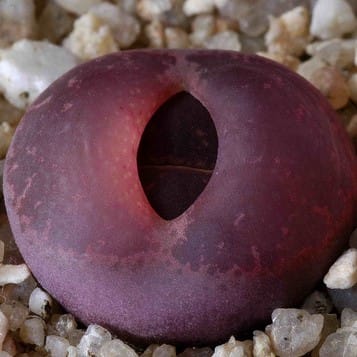 Mixed Lithops Succulent Seeds – 11 Variety Living Stones “Stone Flower” Seeds for Planting, 100 Seeds Pack - Image 10