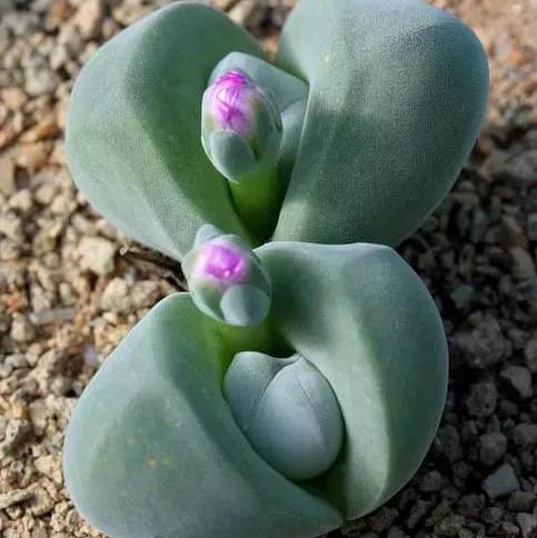 Mixed Lithops Succulent Seeds – 11 Variety Living Stones “Stone Flower” Seeds for Planting, 100 Seeds Pack - Image 8