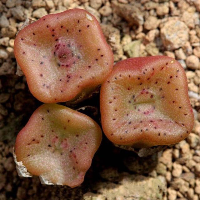 Mixed Lithops Succulent Seeds – 11 Variety Living Stones “Stone Flower” Seeds for Planting, 100 Seeds Pack - Image 2