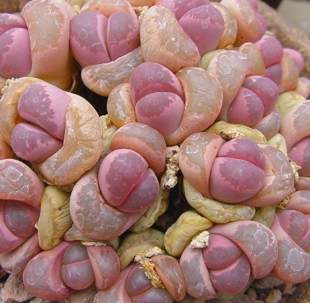 Mixed Lithops Succulent Seeds – 11 Variety Living Stones “Stone Flower” Seeds for Planting, 100 Seeds Pack - Image 6