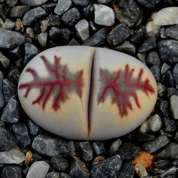 Mixed Lithops Succulent Seeds – 11 Variety Living Stones “Stone Flower” Seeds for Planting, 100 Seeds Pack - Image 5