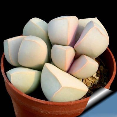 Mixed Lithops Succulent Seeds – 11 Variety Living Stones “Stone Flower” Seeds for Planting, 100 Seeds Pack - Image 11