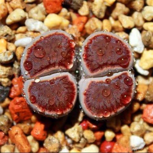 Mixed Lithops Succulent Seeds – 11 Variety Living Stones “Stone Flower” Seeds for Planting, 100 Seeds Pack - Image 7